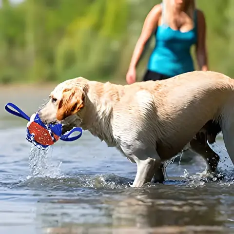 Interaktiivinen frisbee pallo koiran lelu - Image 4
